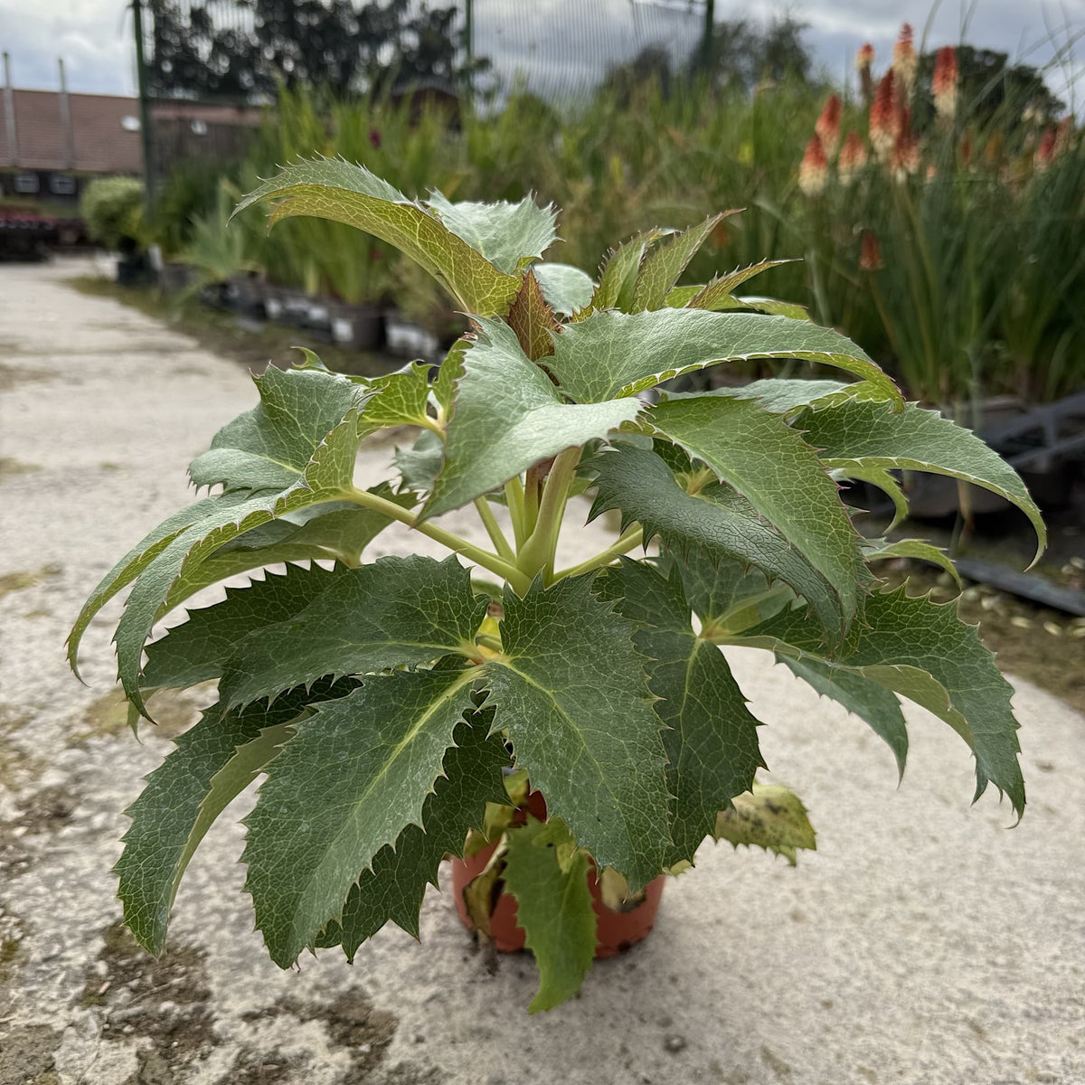 Helleborus argutifolius