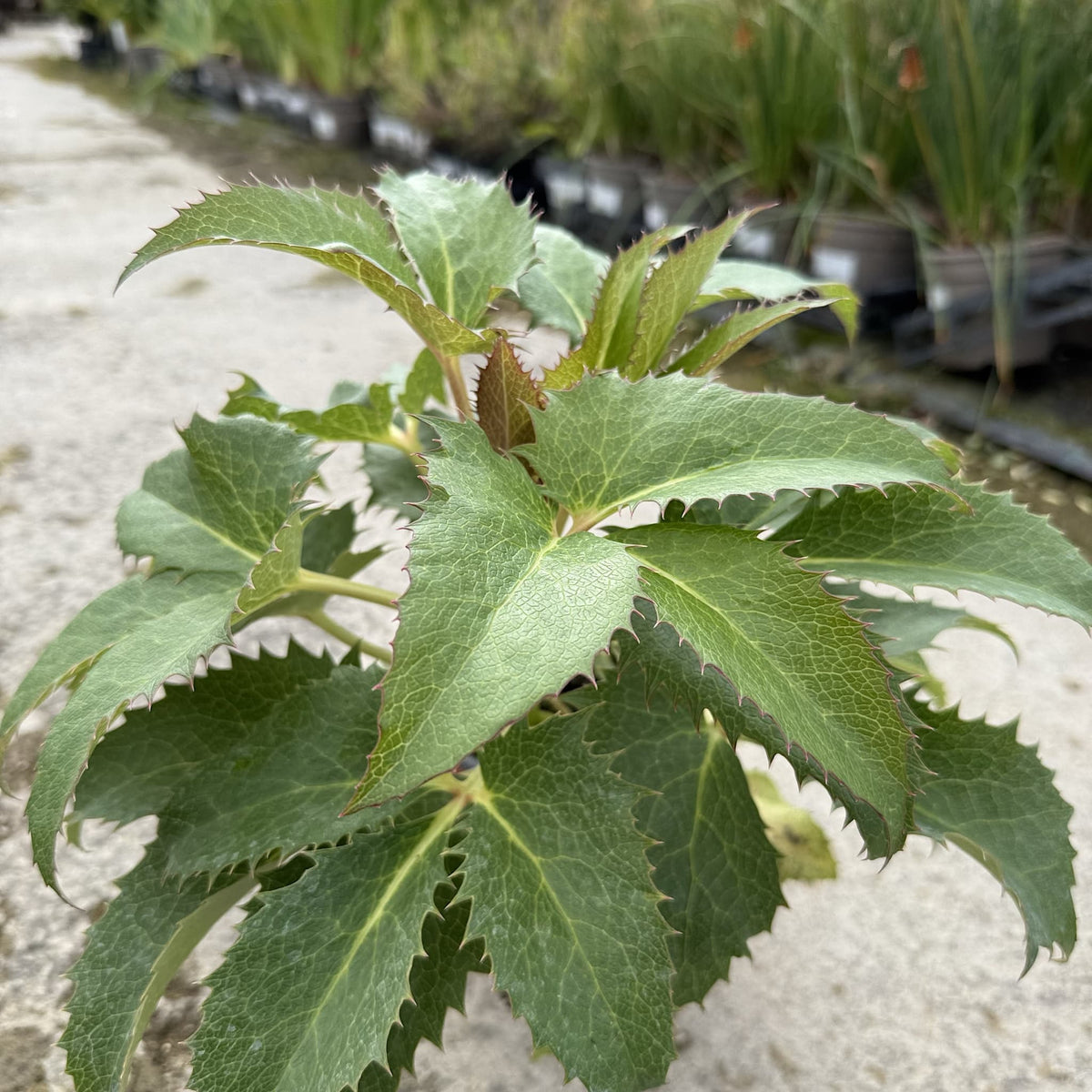 Helleborus argutifolius