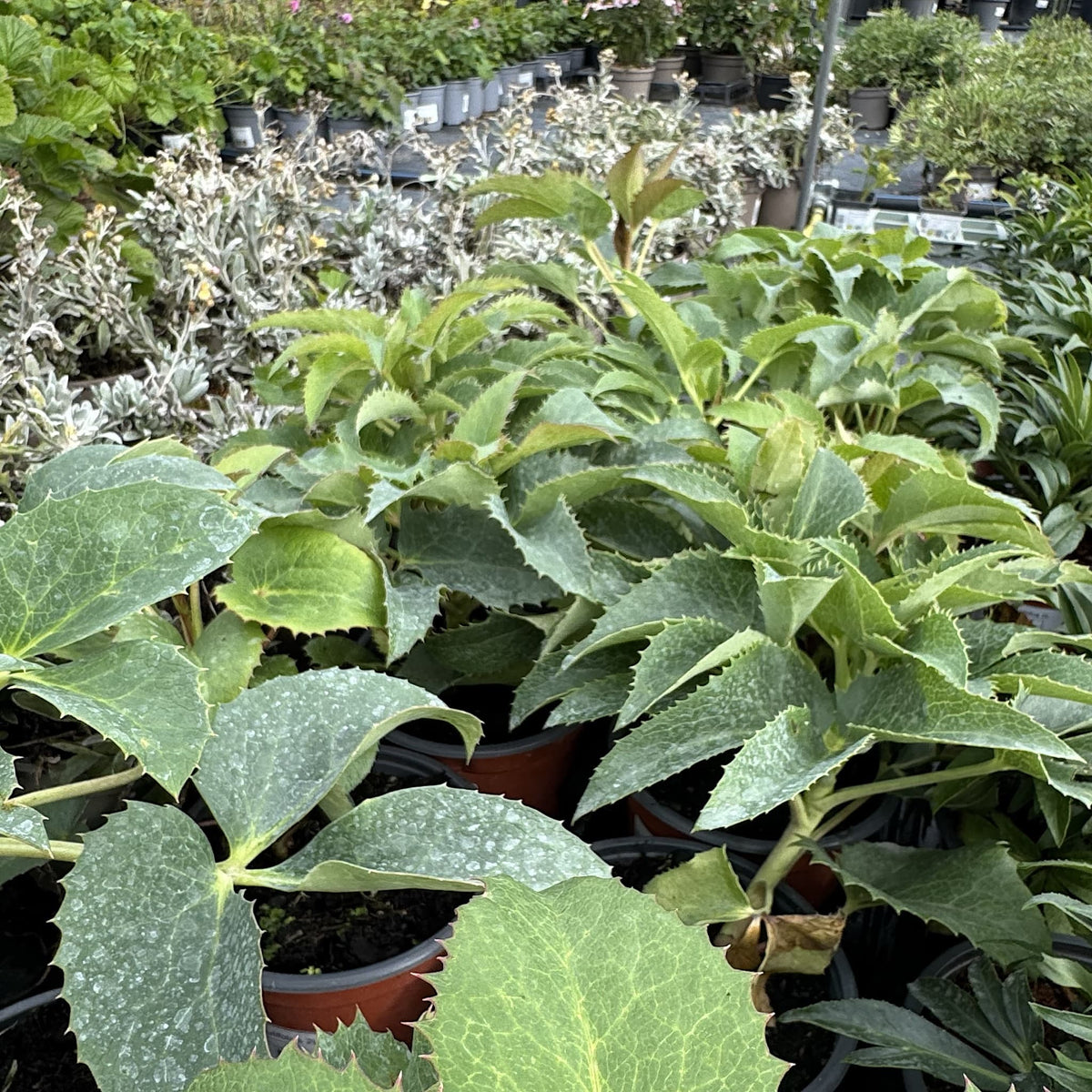 Helleborus argutifolius