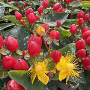 Hypericum 'Pocket Gems Red'
