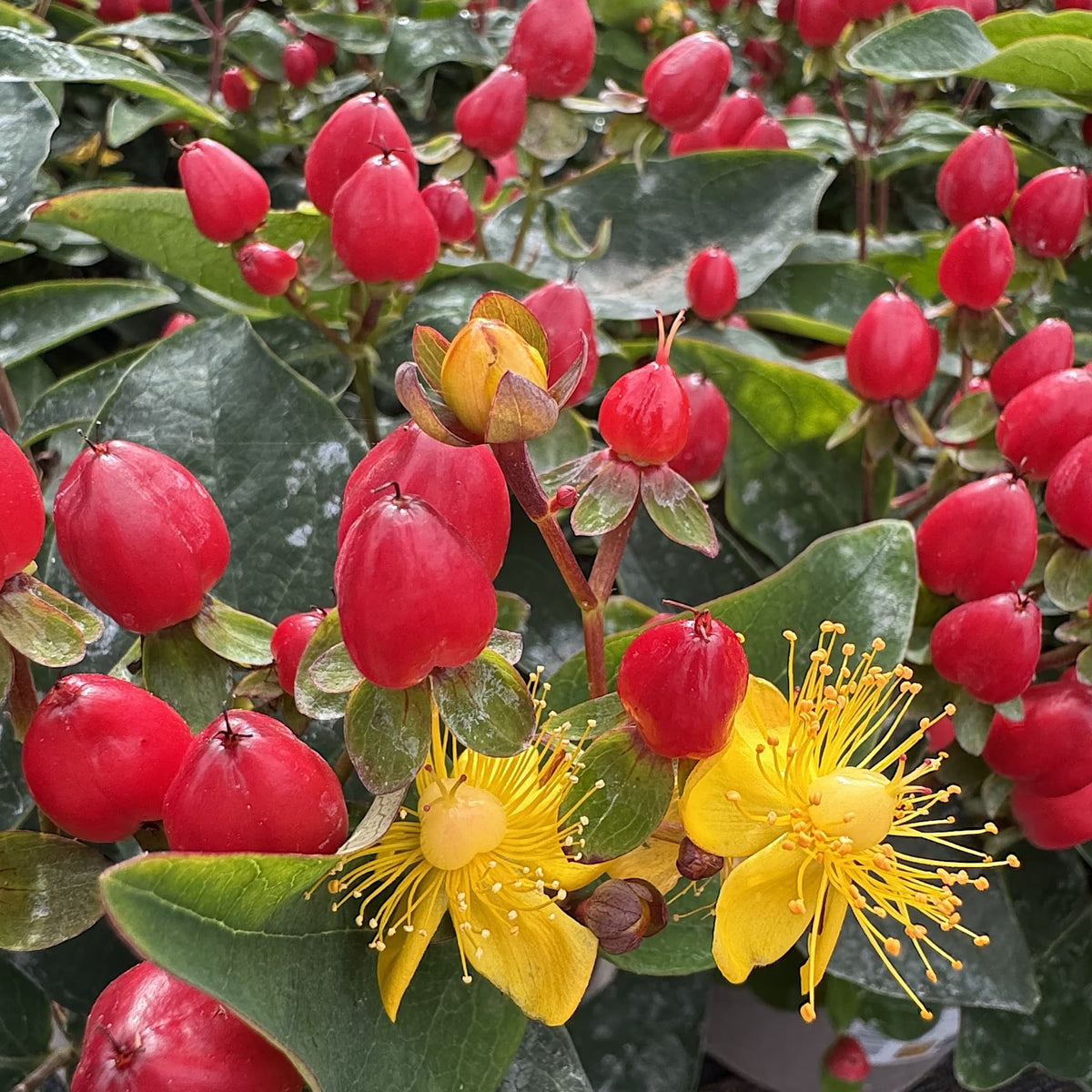 Hypericum 'Pocket Gems Red'