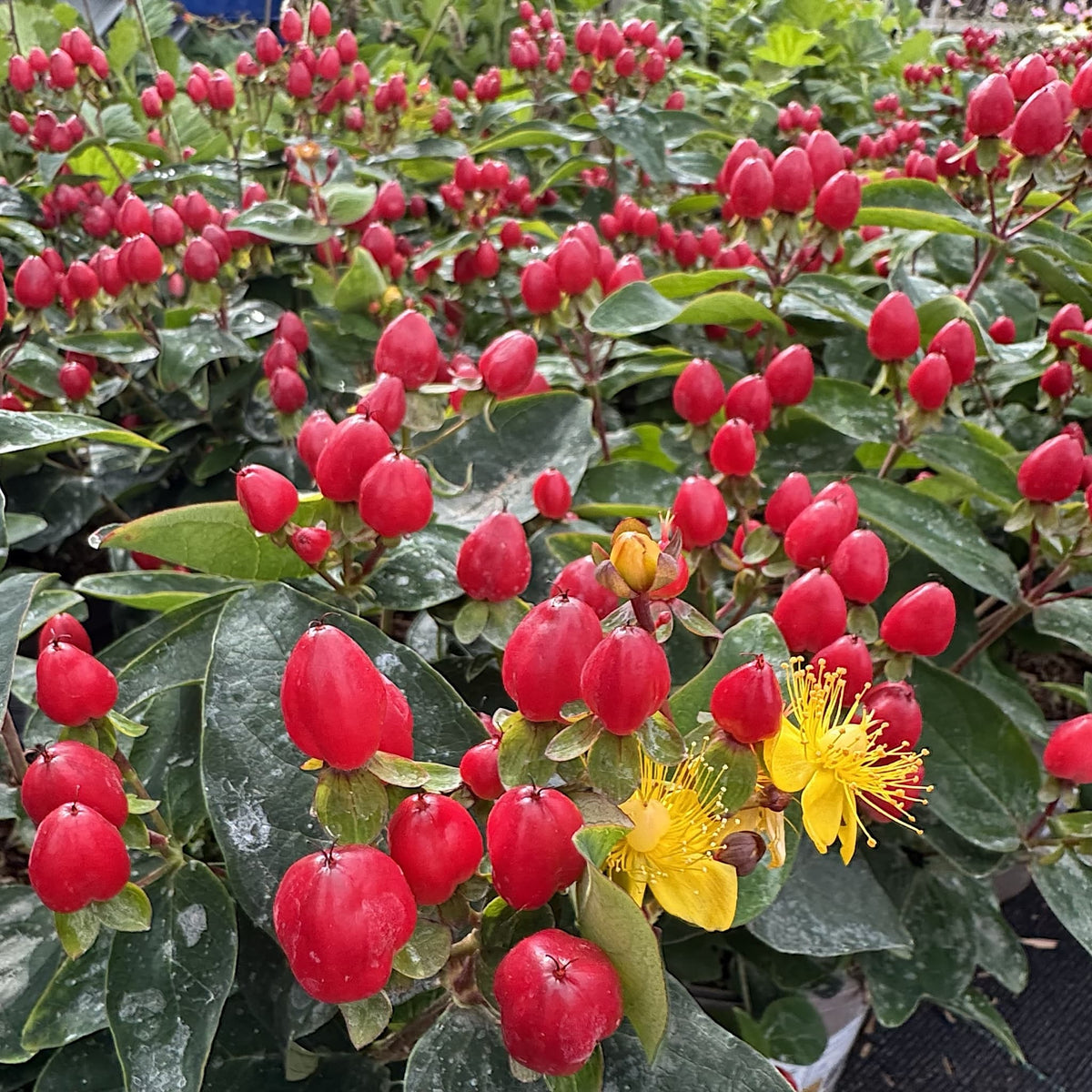 Hypericum 'Pocket Gems Red'