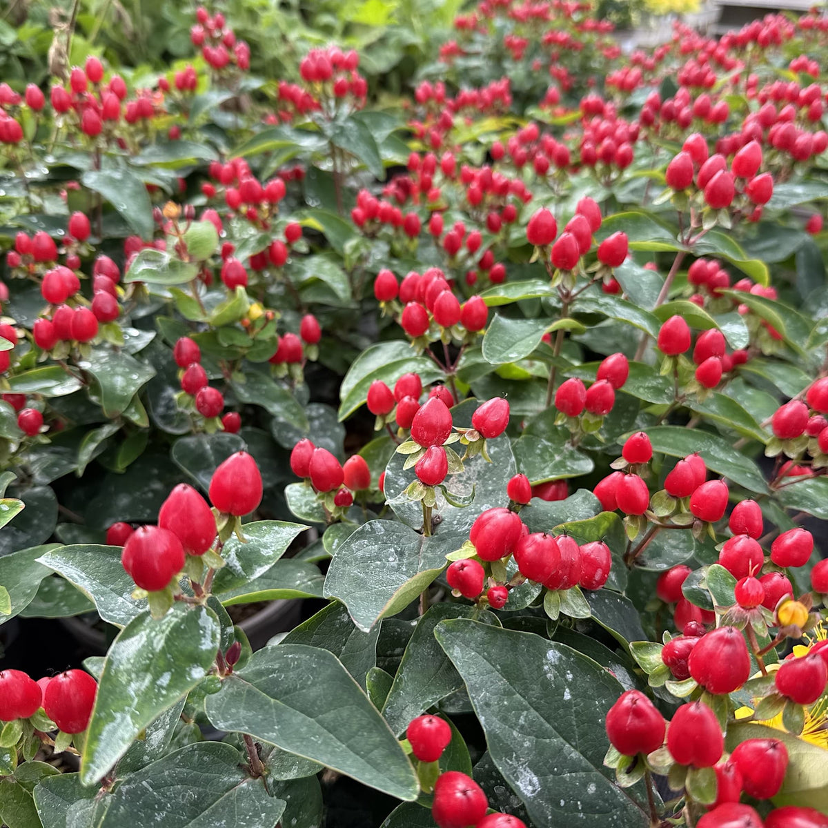 Hypericum 'Pocket Gems Red'