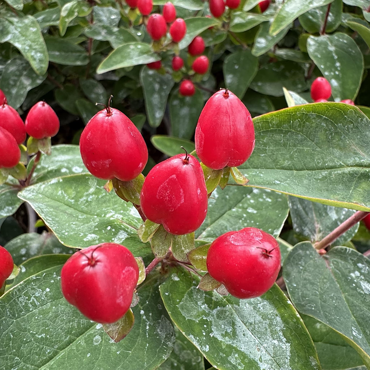 Hypericum 'Pocket Gems Red'