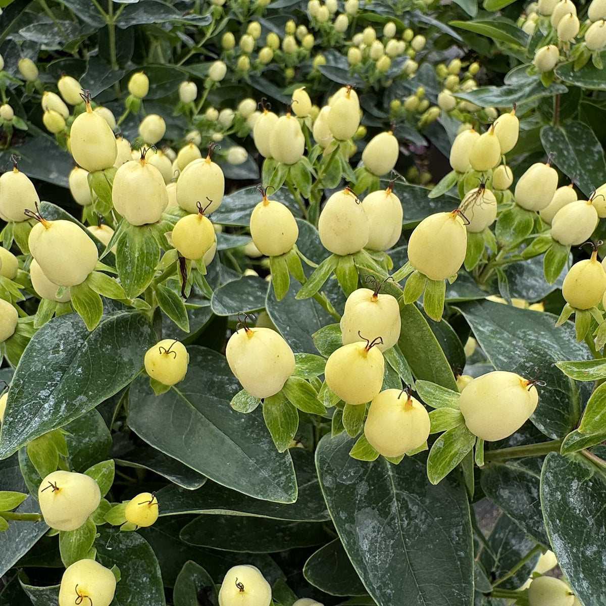 Hypericum 'Pocket Gems White'