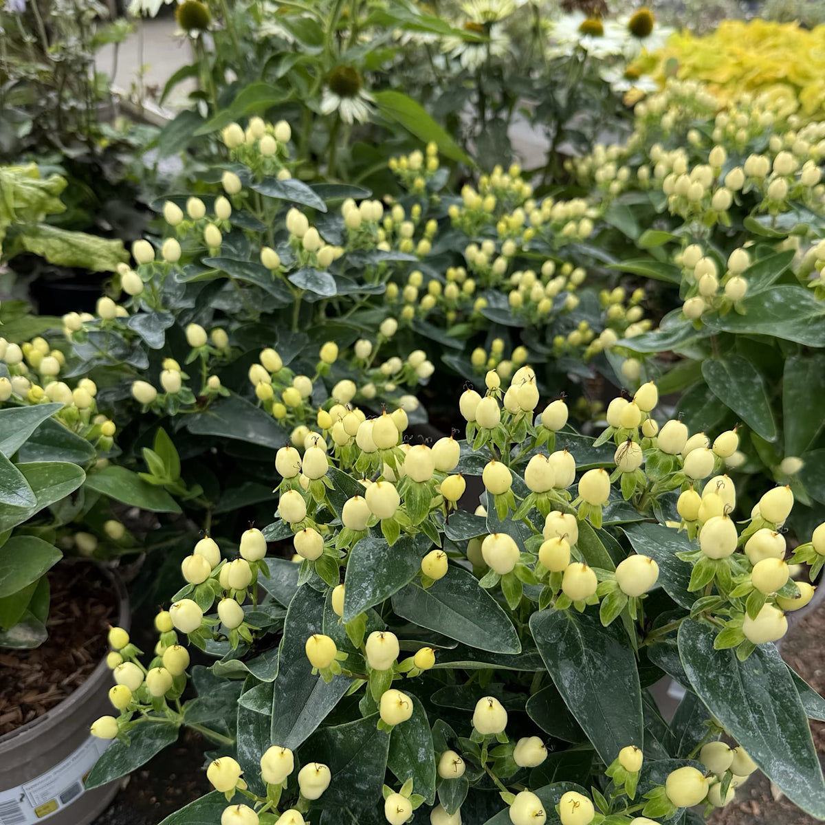 Hypericum 'Pocket Gems White'