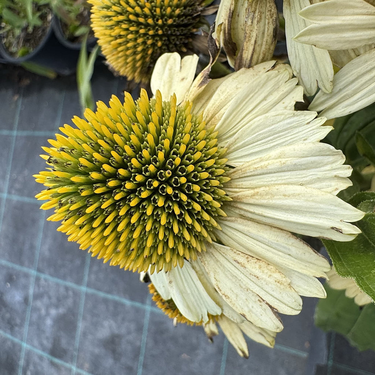 Echinacea 'Meditation Lime'