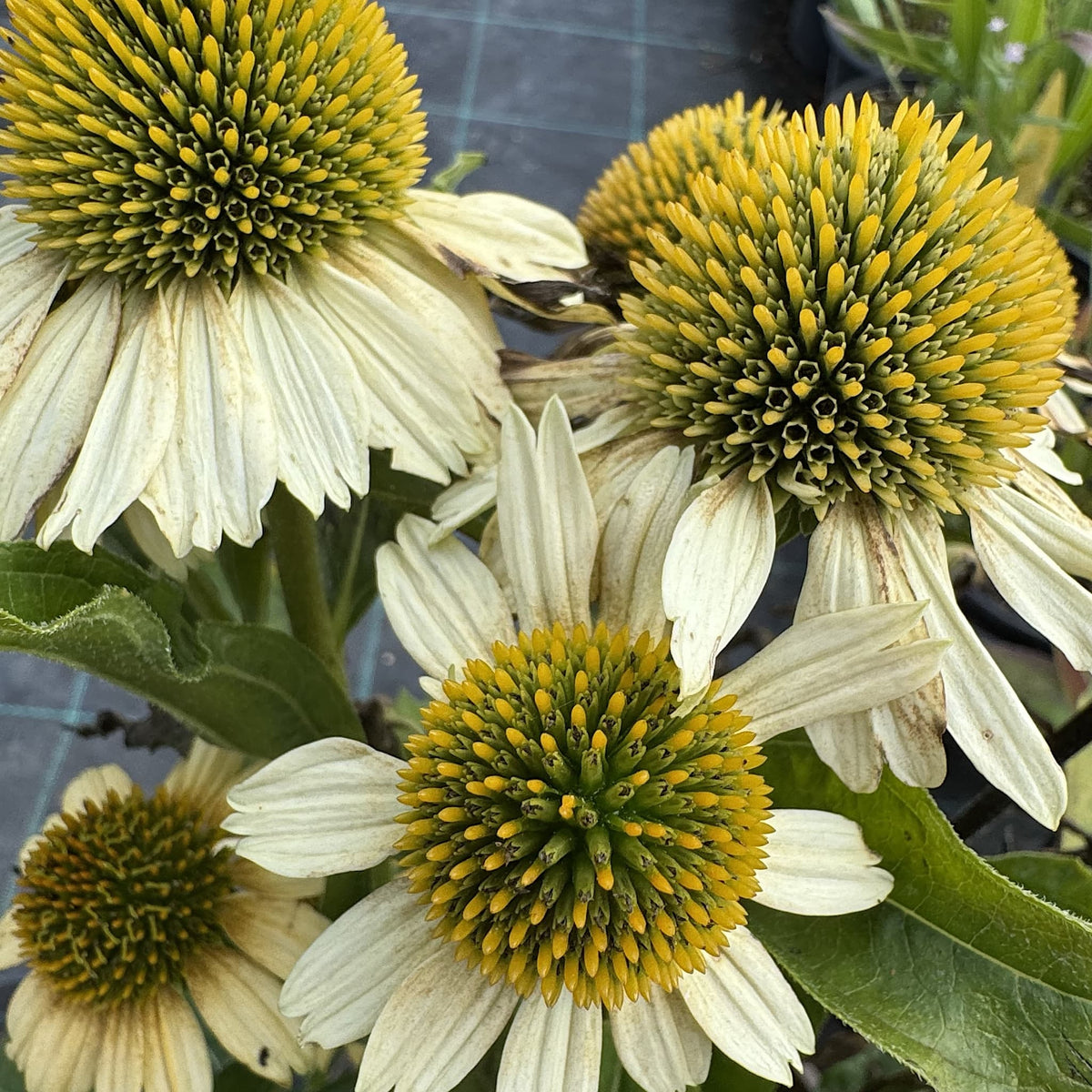 Echinacea 'Meditation Lime'