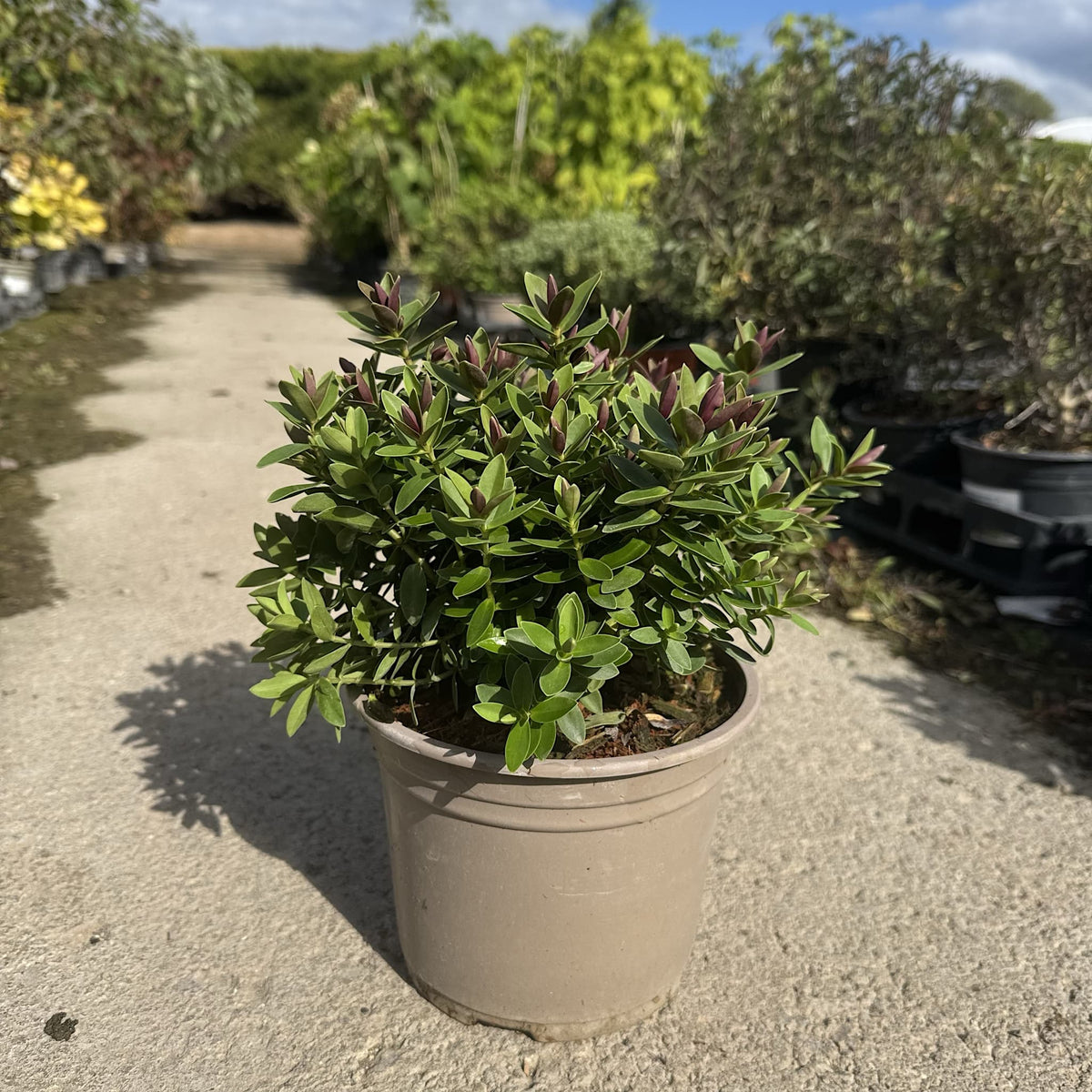 Hebe 'Little Leaves'