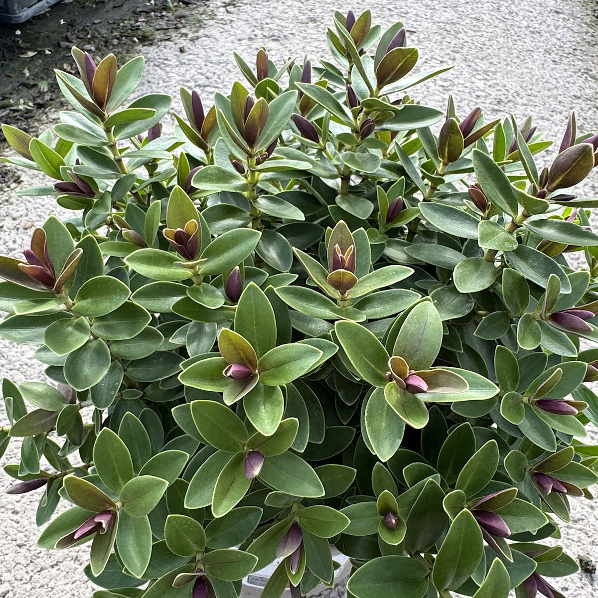 Hebe 'Little Leaves'