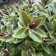 Hebe 'Little Leaves'