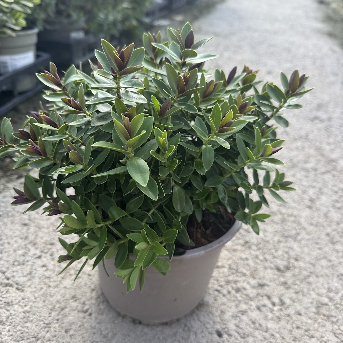 Hebe 'Little Leaves'