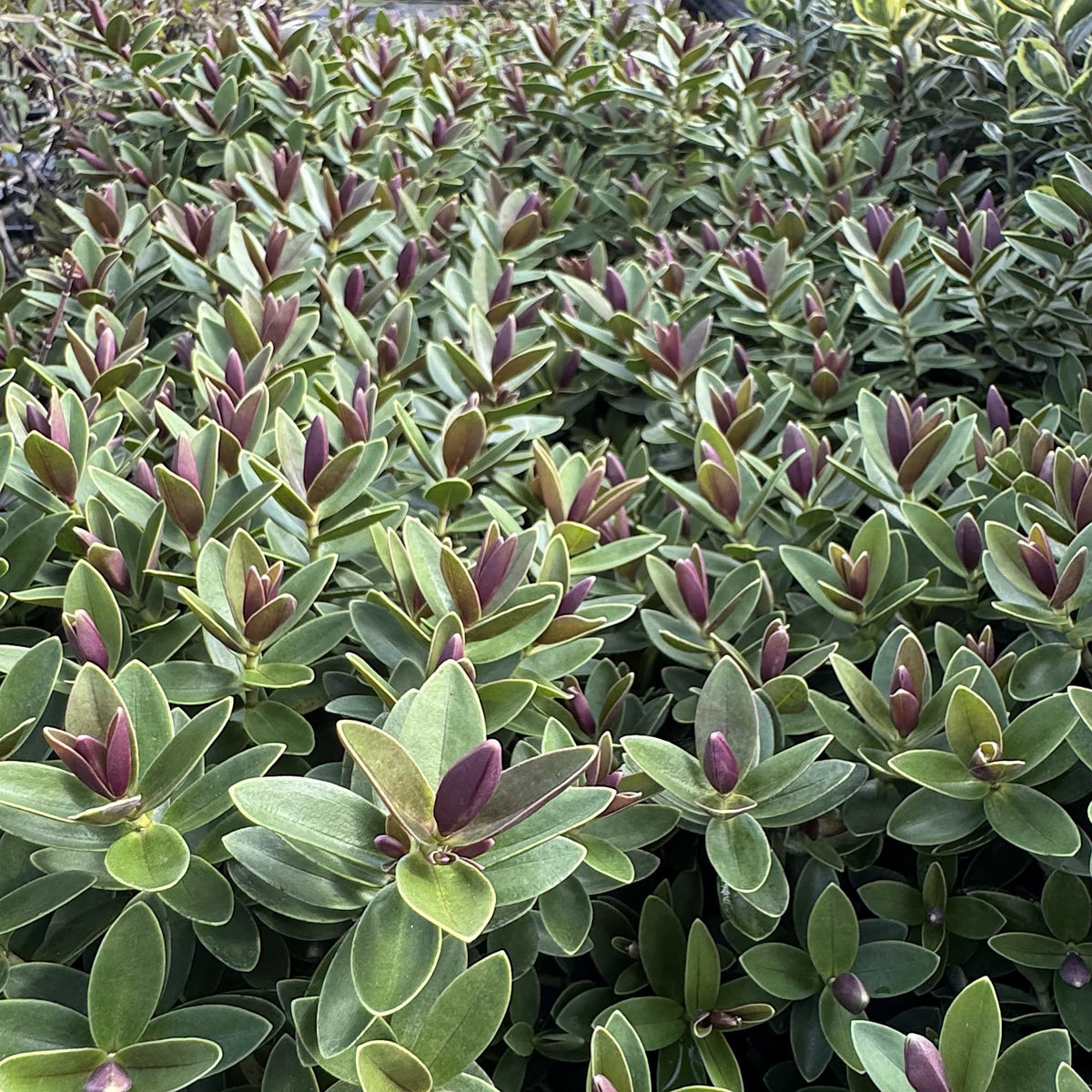 Hebe 'Little Leaves'