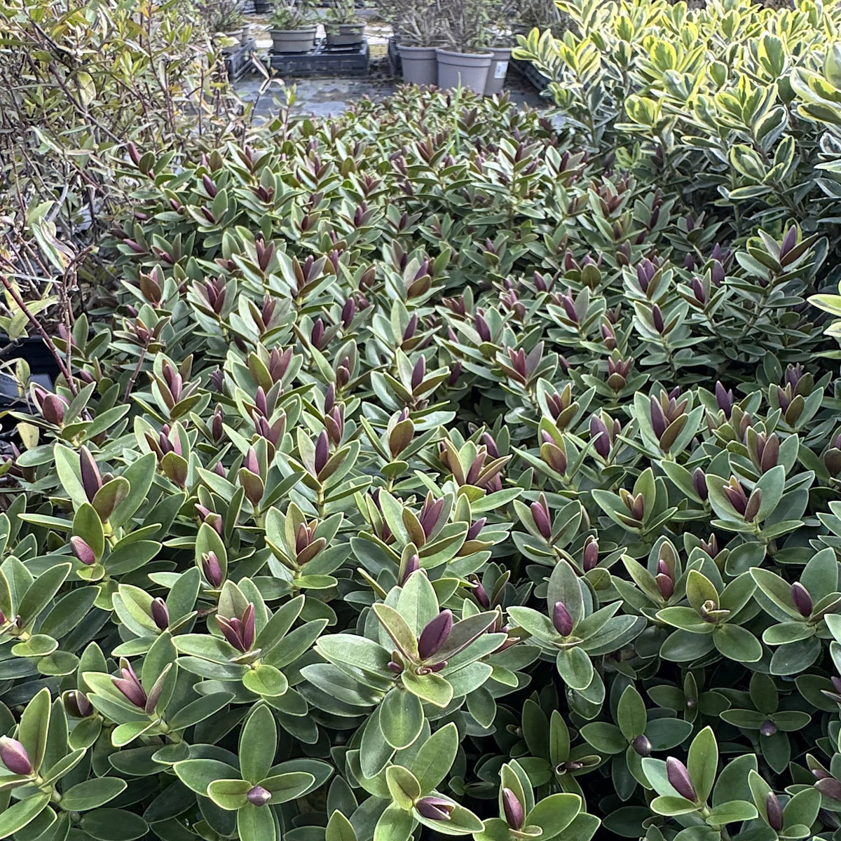 Hebe 'Little Leaves'