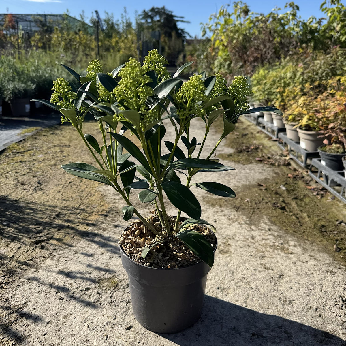 Skimmia 'Finchy'