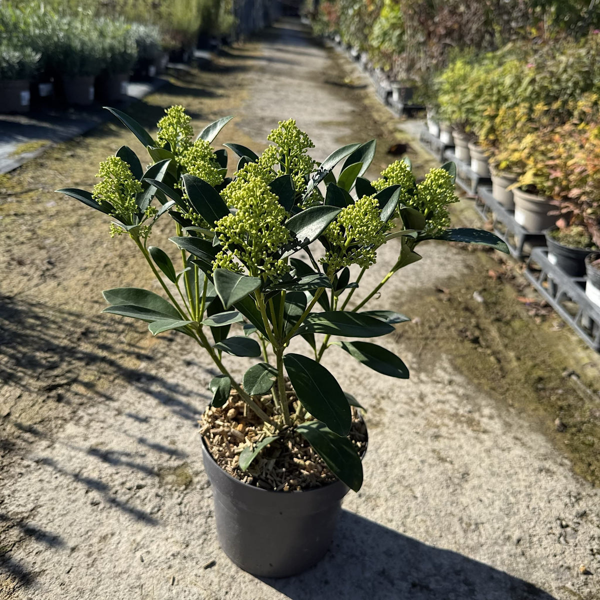 Skimmia 'Finchy'