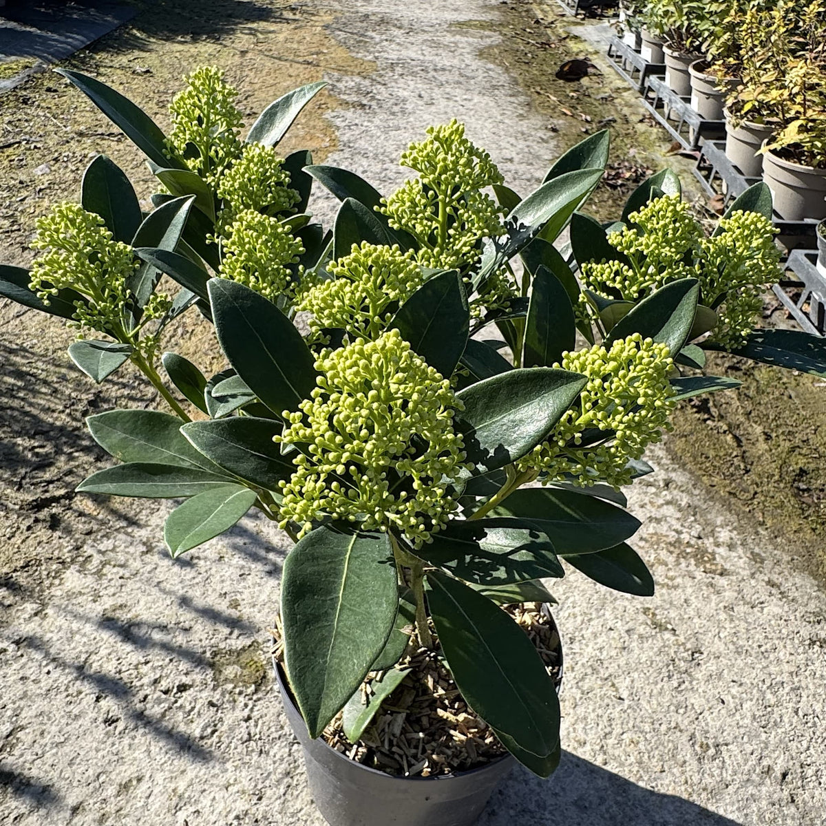 Skimmia 'Finchy'