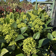 Skimmia 'Finchy'