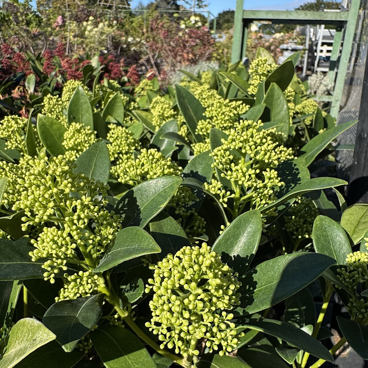 Skimmia 'Finchy'