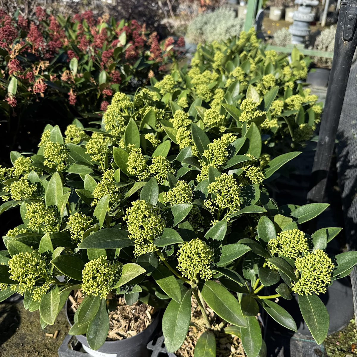 Skimmia 'Finchy'