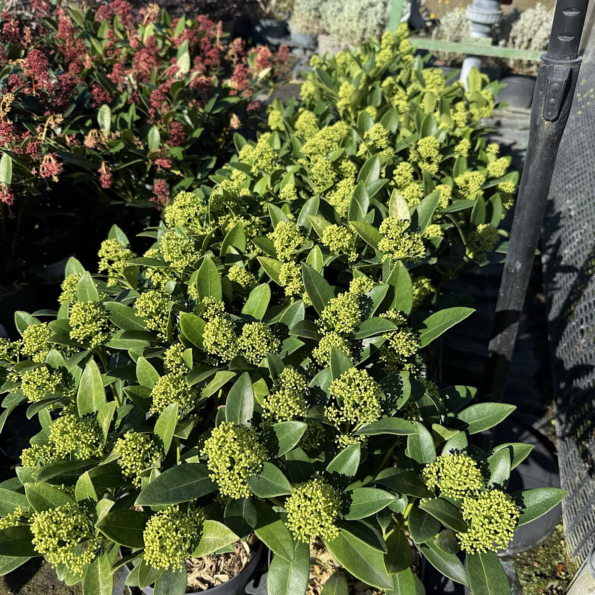 Skimmia 'Finchy'