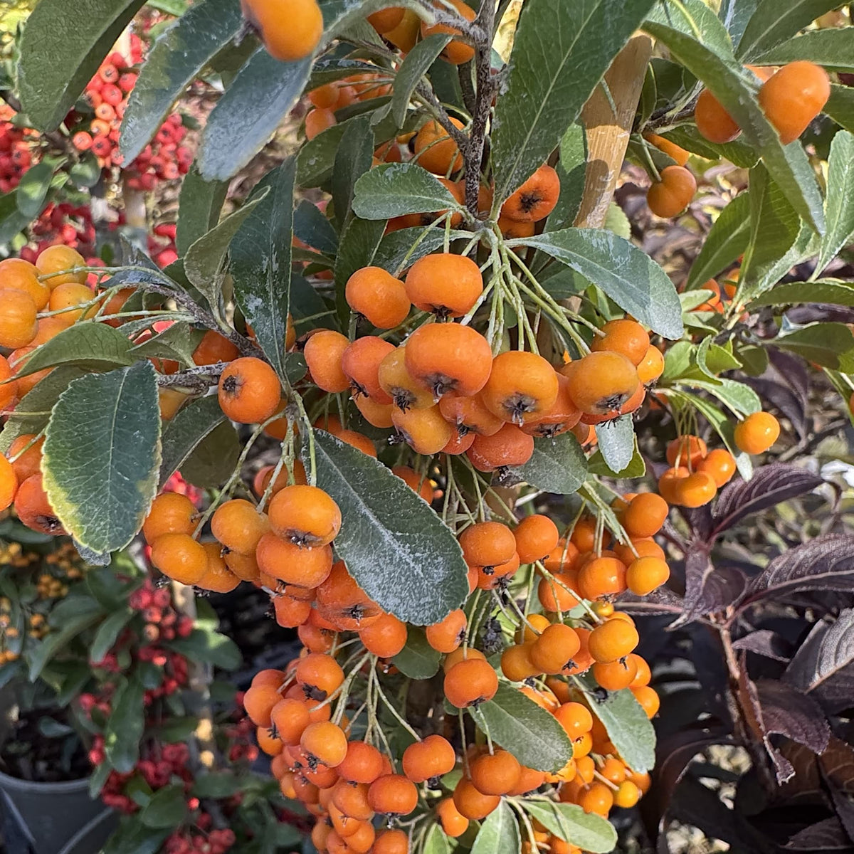 Pyracantha 'Saphyr Orange'