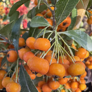 Pyracantha 'Saphyr Orange'