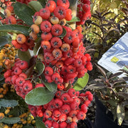 Pyracantha 'Saphyr Red'