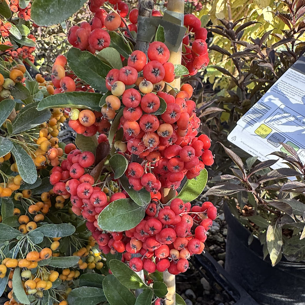 Pyracantha 'Saphyr Red'