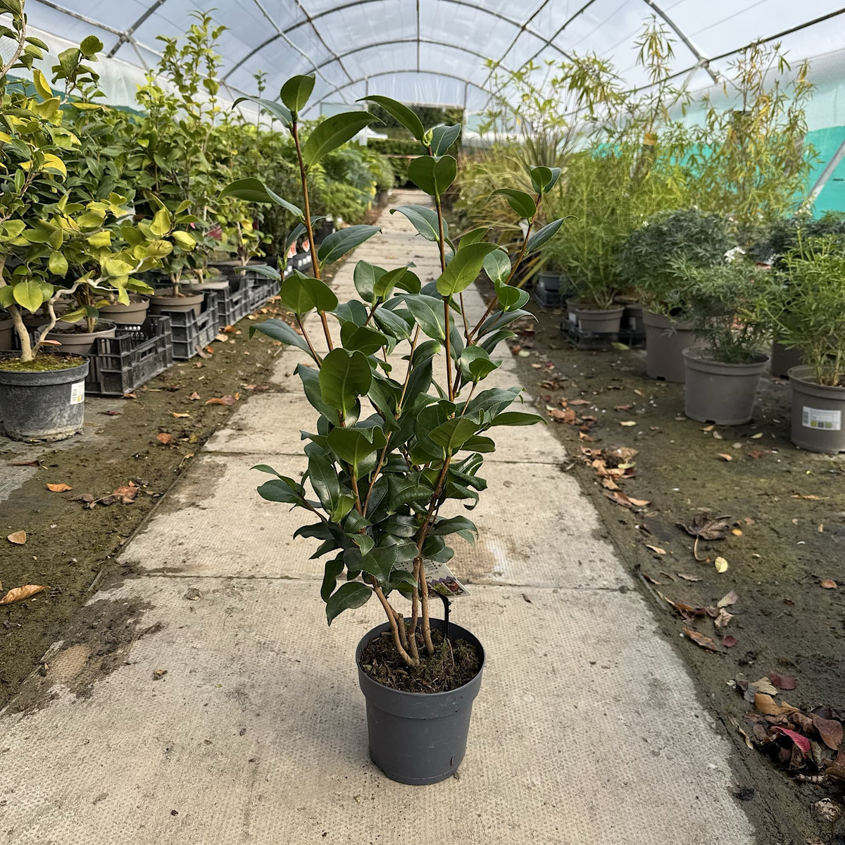 Camellia 'Brushfields Yellow'