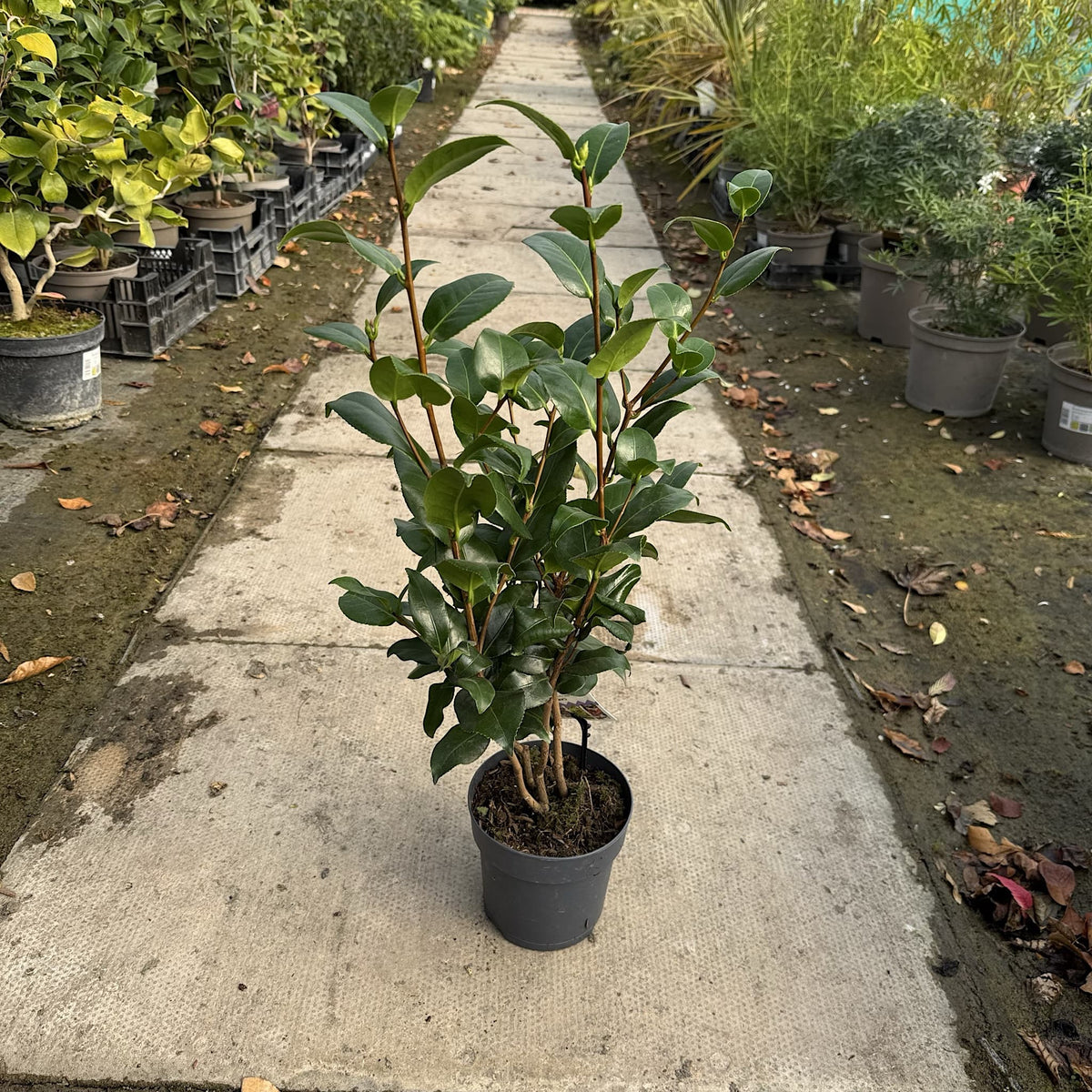 Camellia 'Brushfields Yellow'