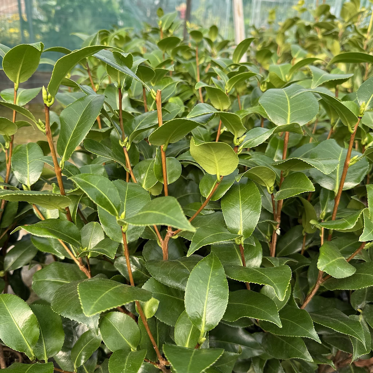 Camellia 'Brushfields Yellow'