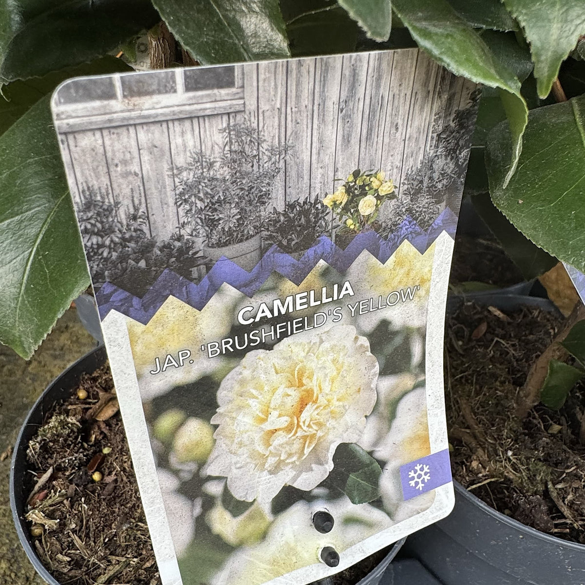 Camellia 'Brushfields Yellow'