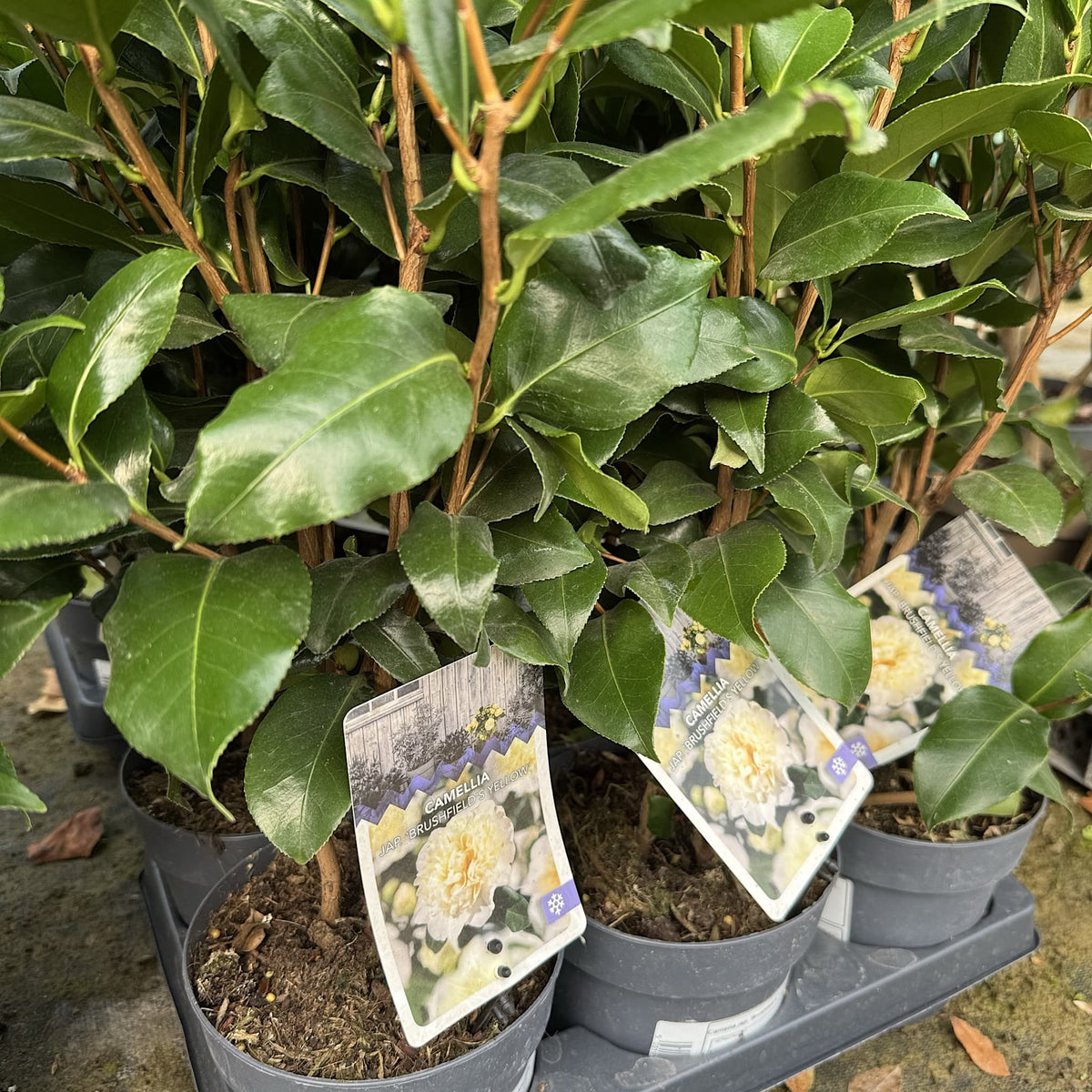 Camellia 'Brushfields Yellow'