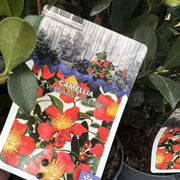 Camellia x vernalis 'Yuletide'