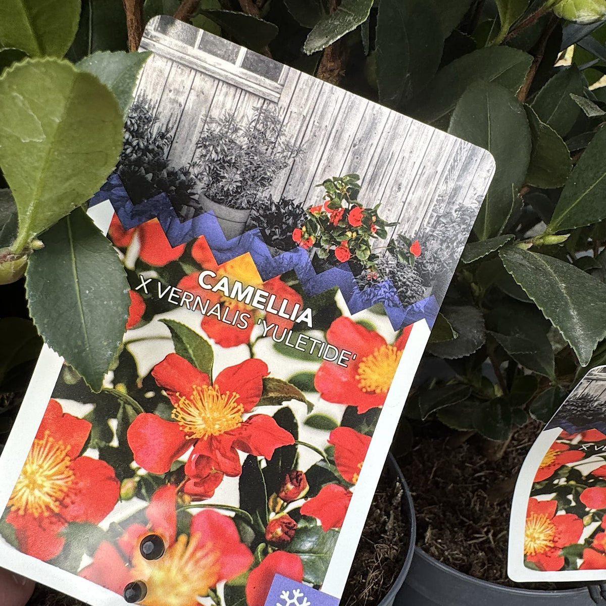 Camellia x vernalis 'Yuletide'