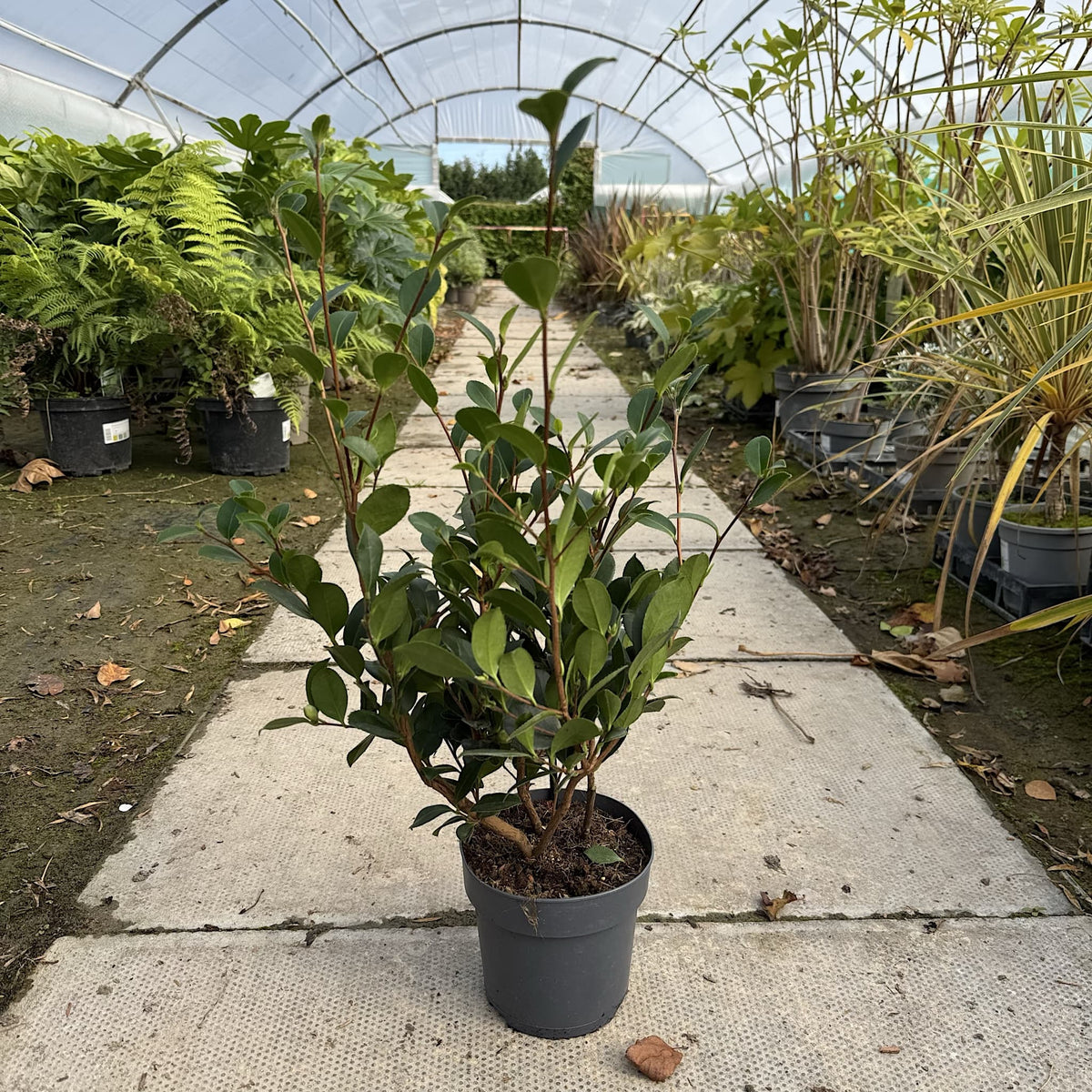 Camellia x vernalis 'Yuletide'