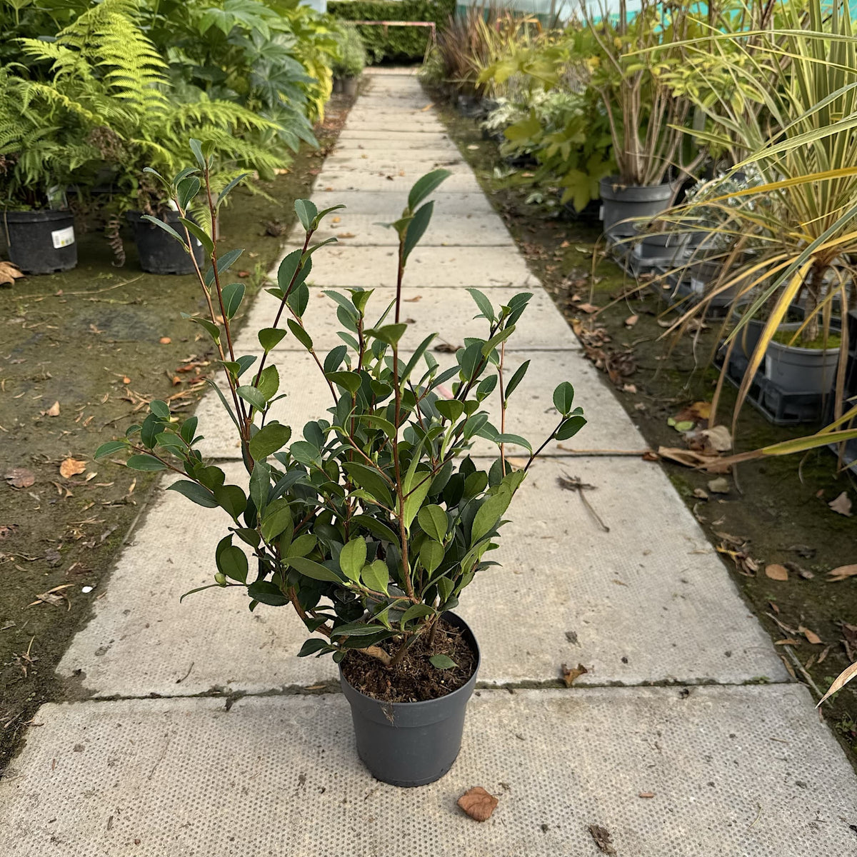 Camellia x vernalis 'Yuletide'