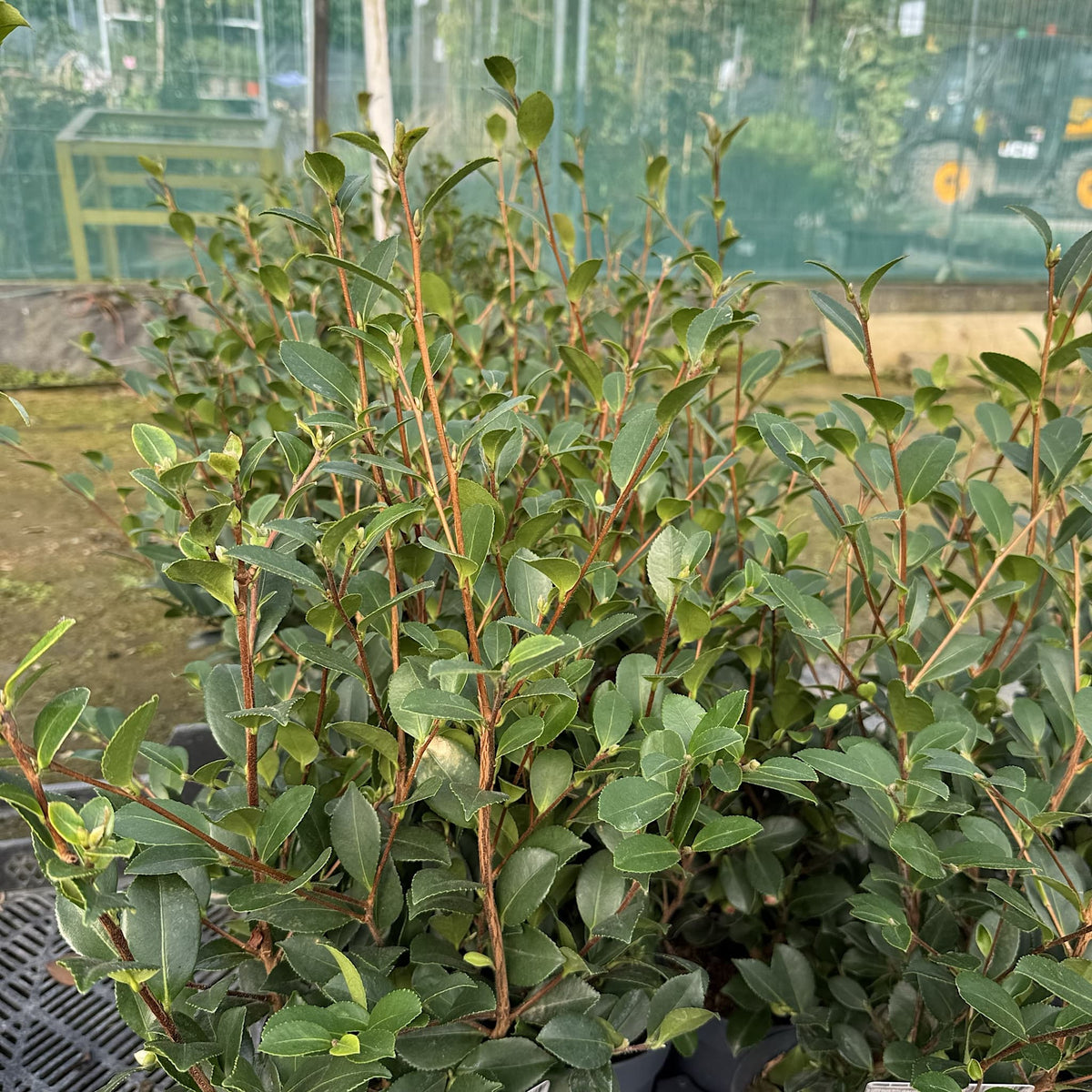 Camellia x vernalis 'Yuletide'