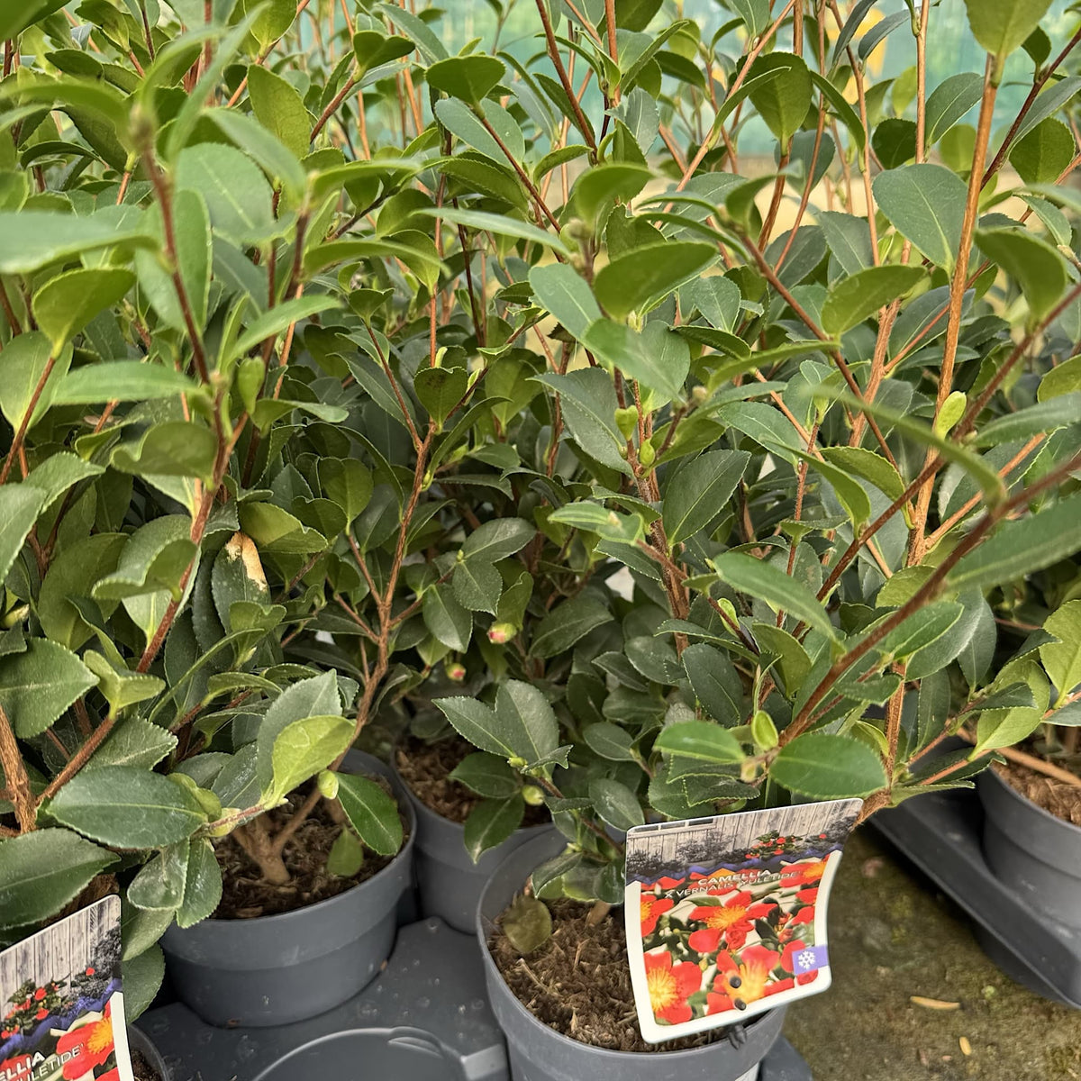 Camellia x vernalis 'Yuletide'