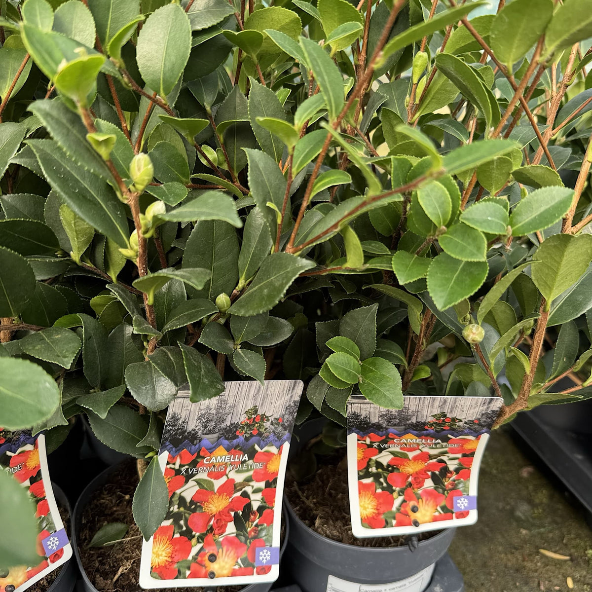Camellia x vernalis 'Yuletide'
