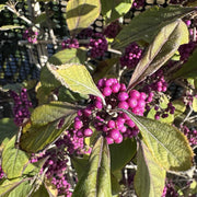 Callicarpa bodinieri 'Profusion'