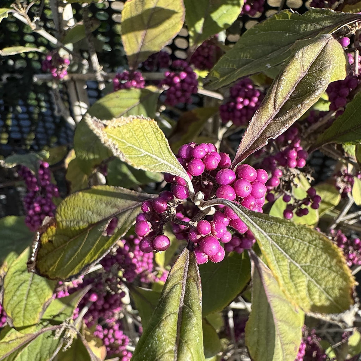Callicarpa bodinieri 'Profusion'