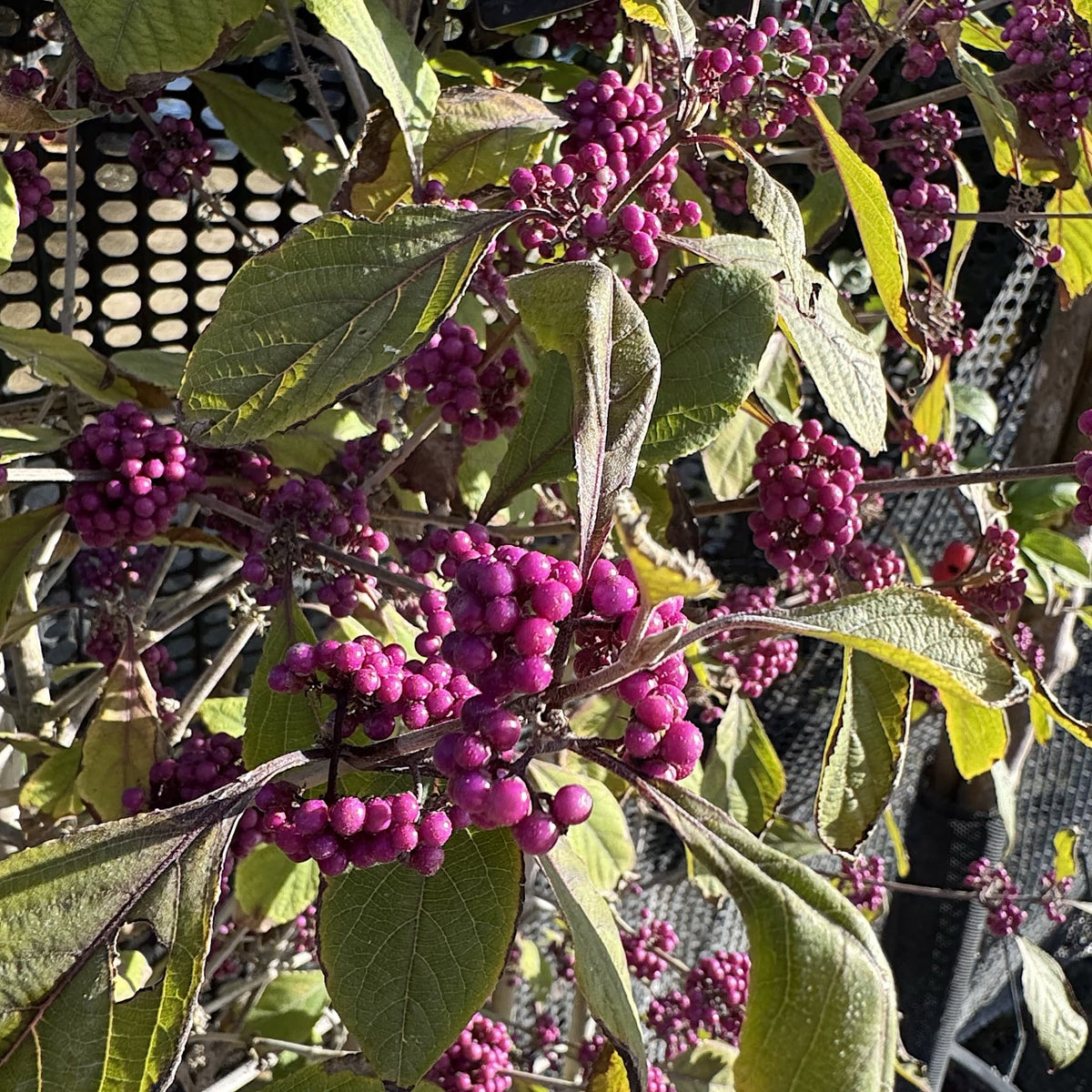 Callicarpa bodinieri 'Profusion'