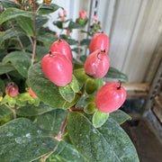 Hypericum 'Miracle Summer'