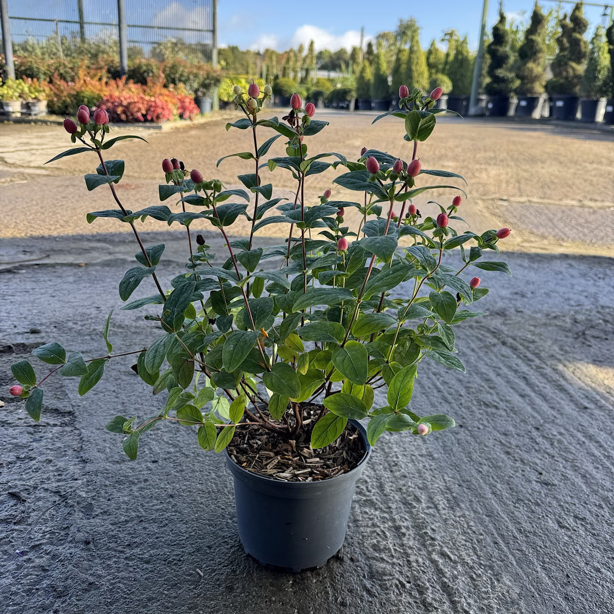 Hypericum 'Miracle Summer'
