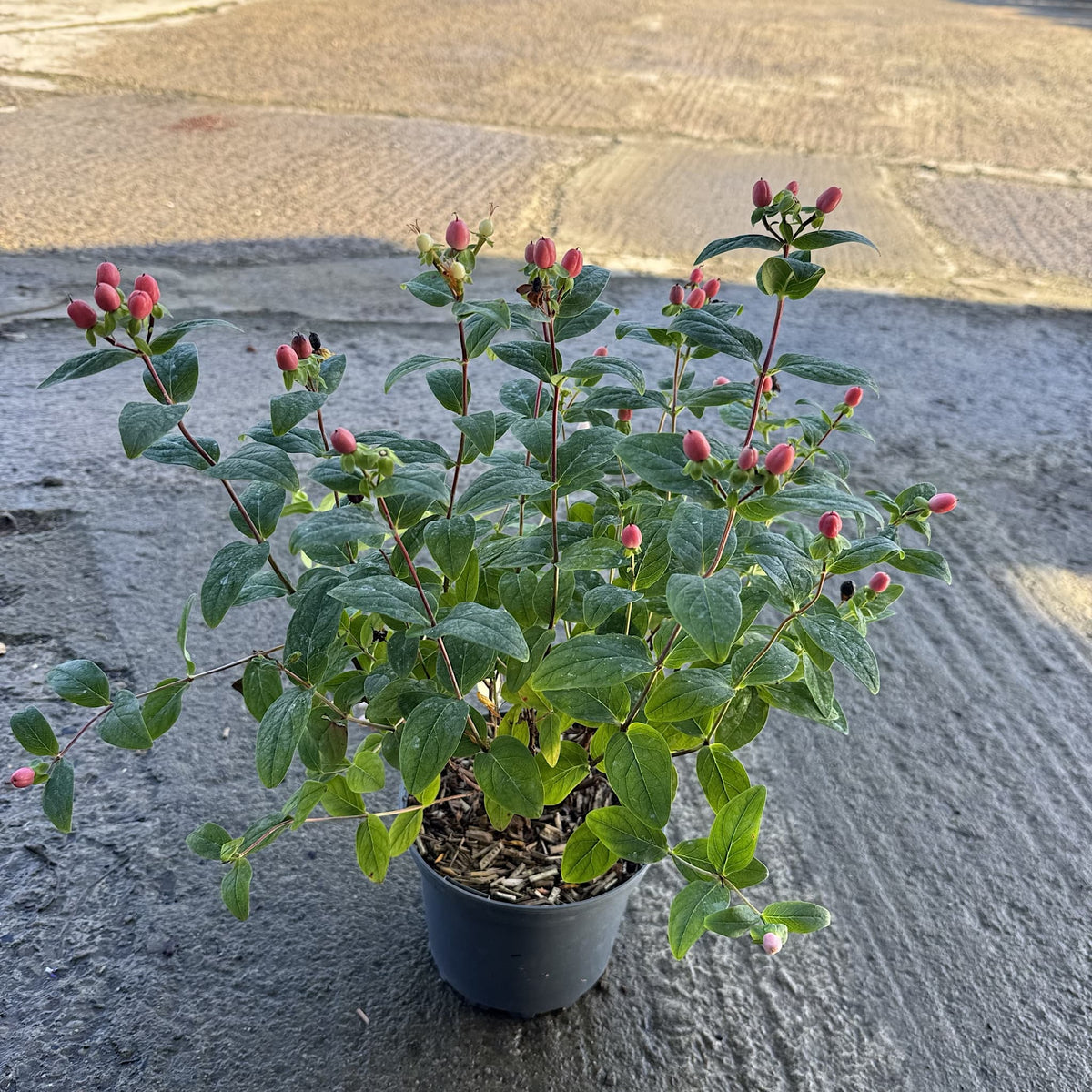 Hypericum 'Miracle Summer'