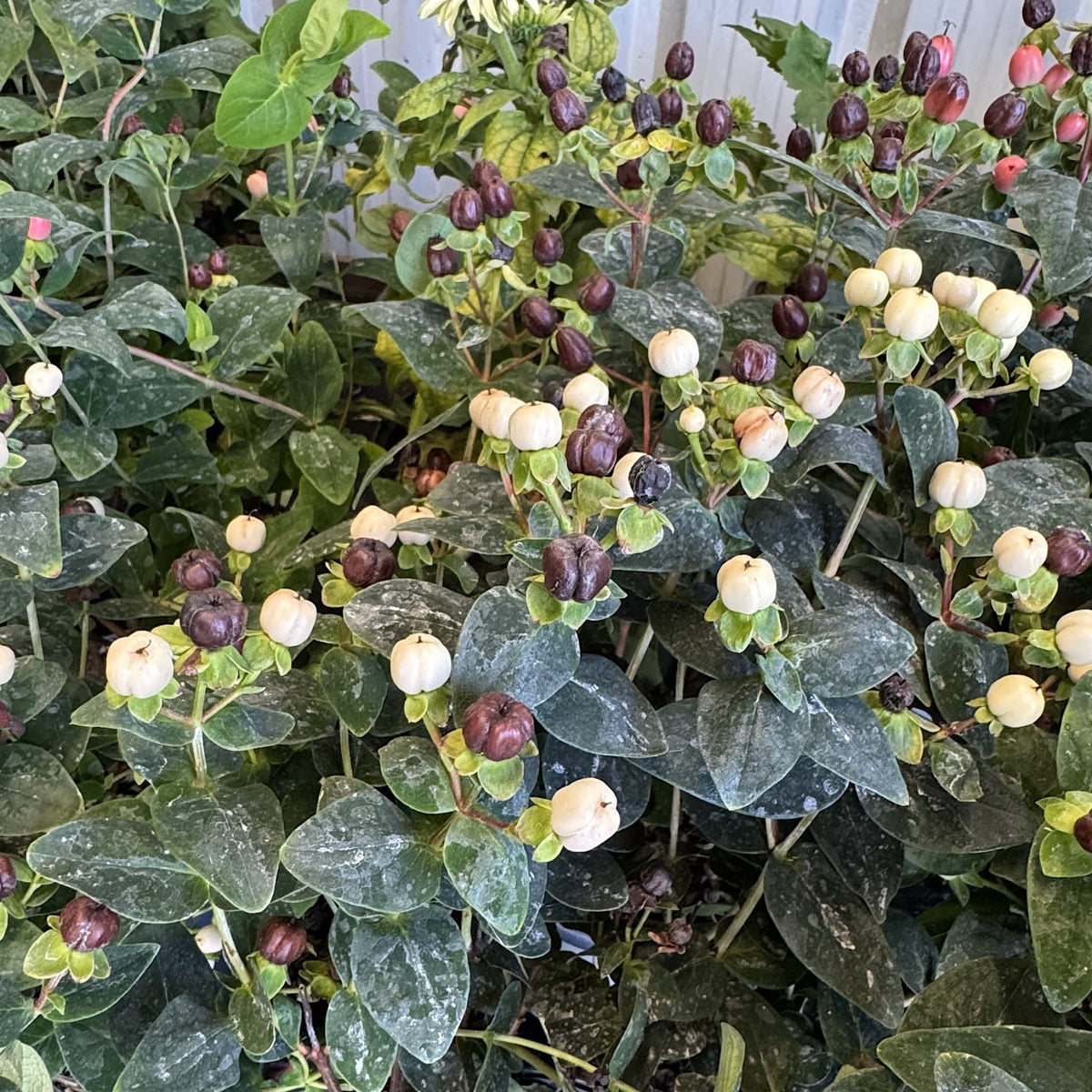 Hypericum ‘Miracle Blizz’