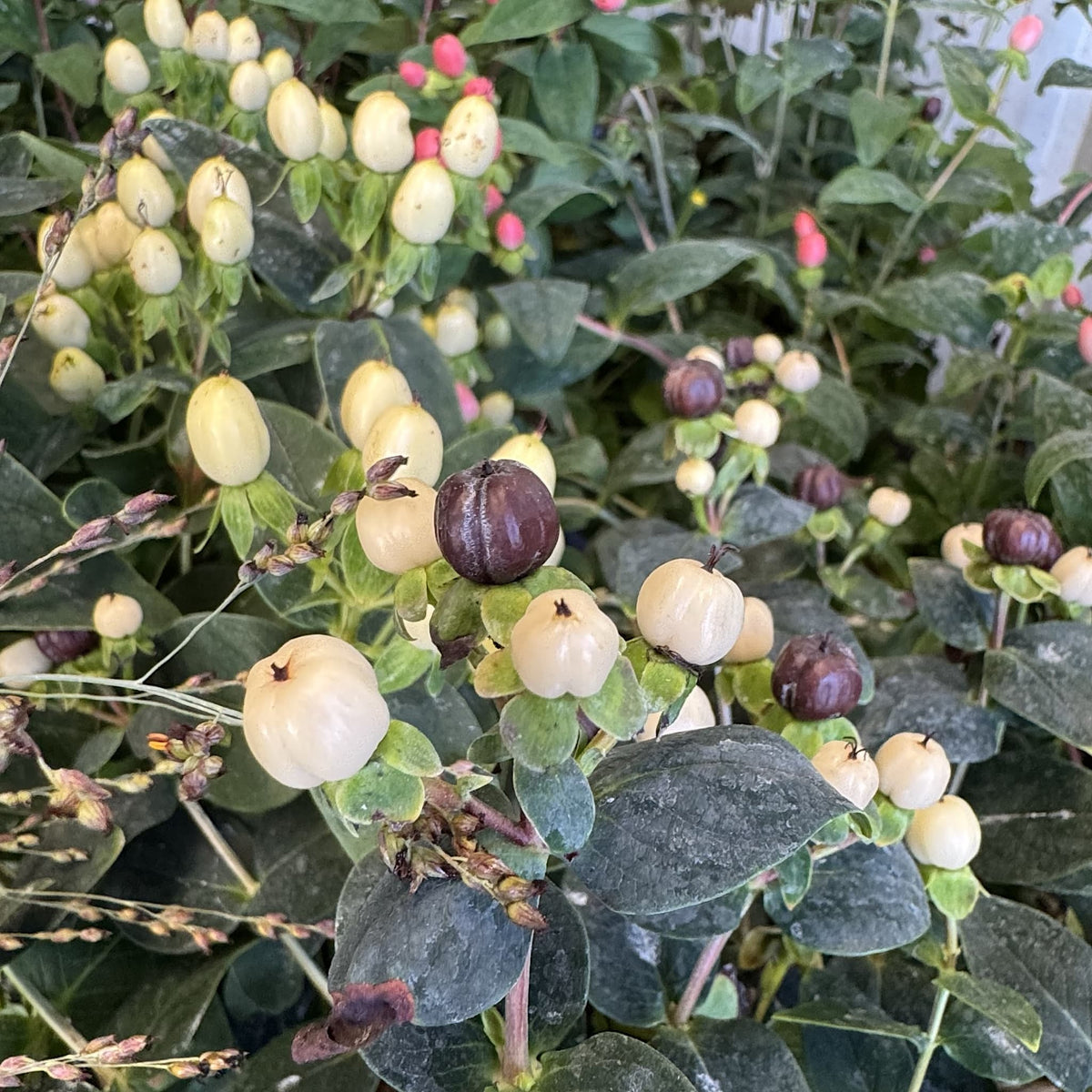 Hypericum ‘Miracle Blizz’