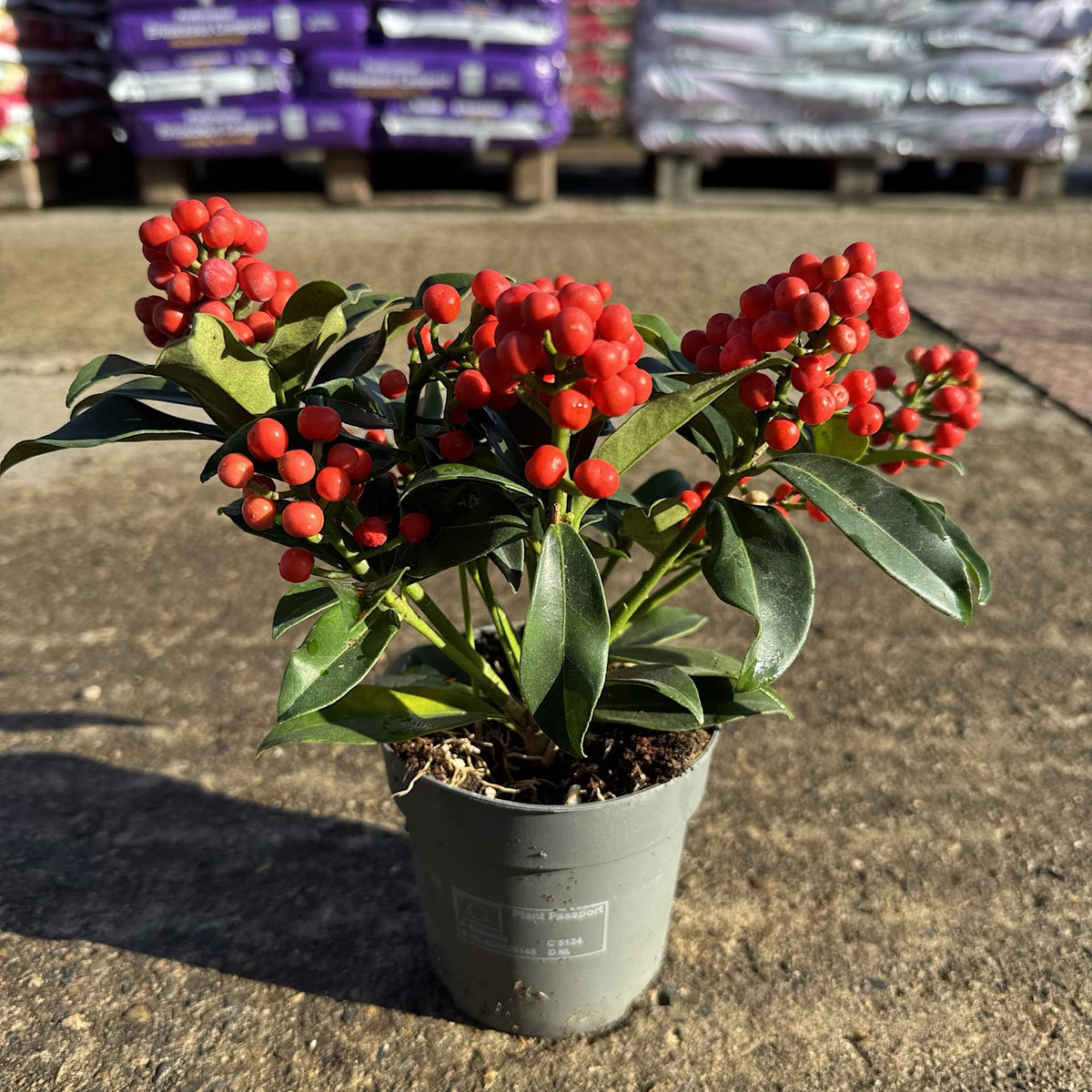 Skimmia jap. 'Cleopatra'